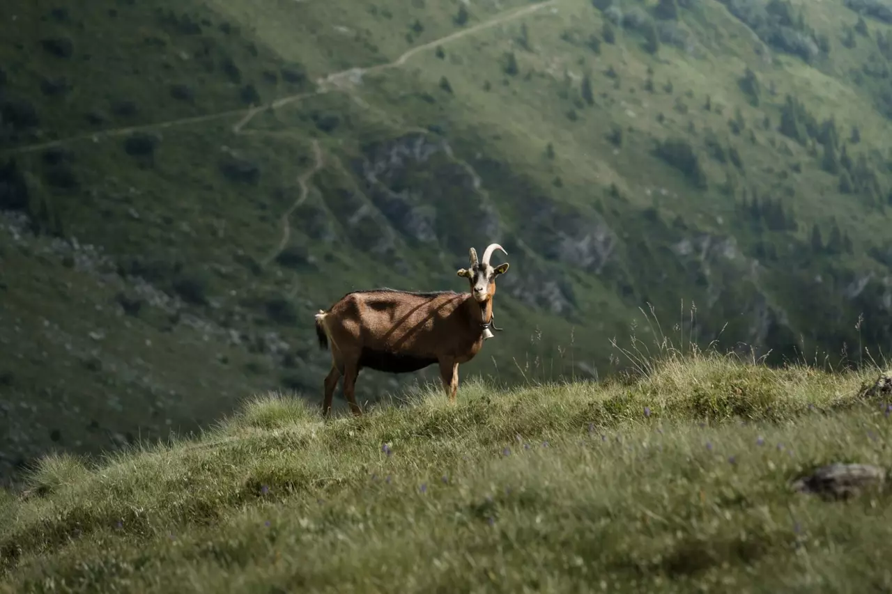 The Lodge in Swiss Alps, photo 22 of 41