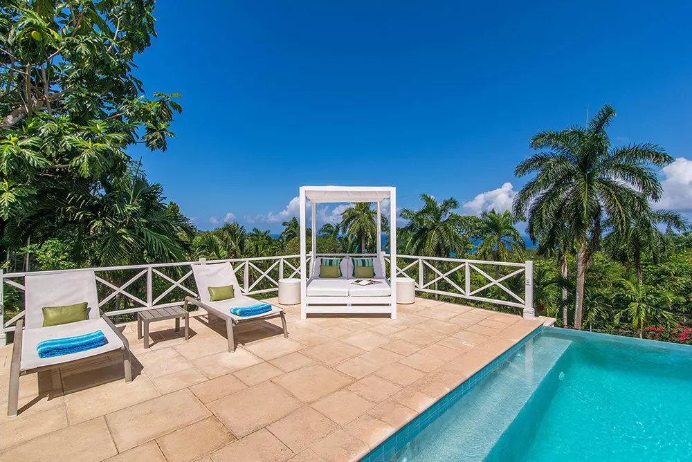 Allamanda in Jamaica, photo 10 of 28