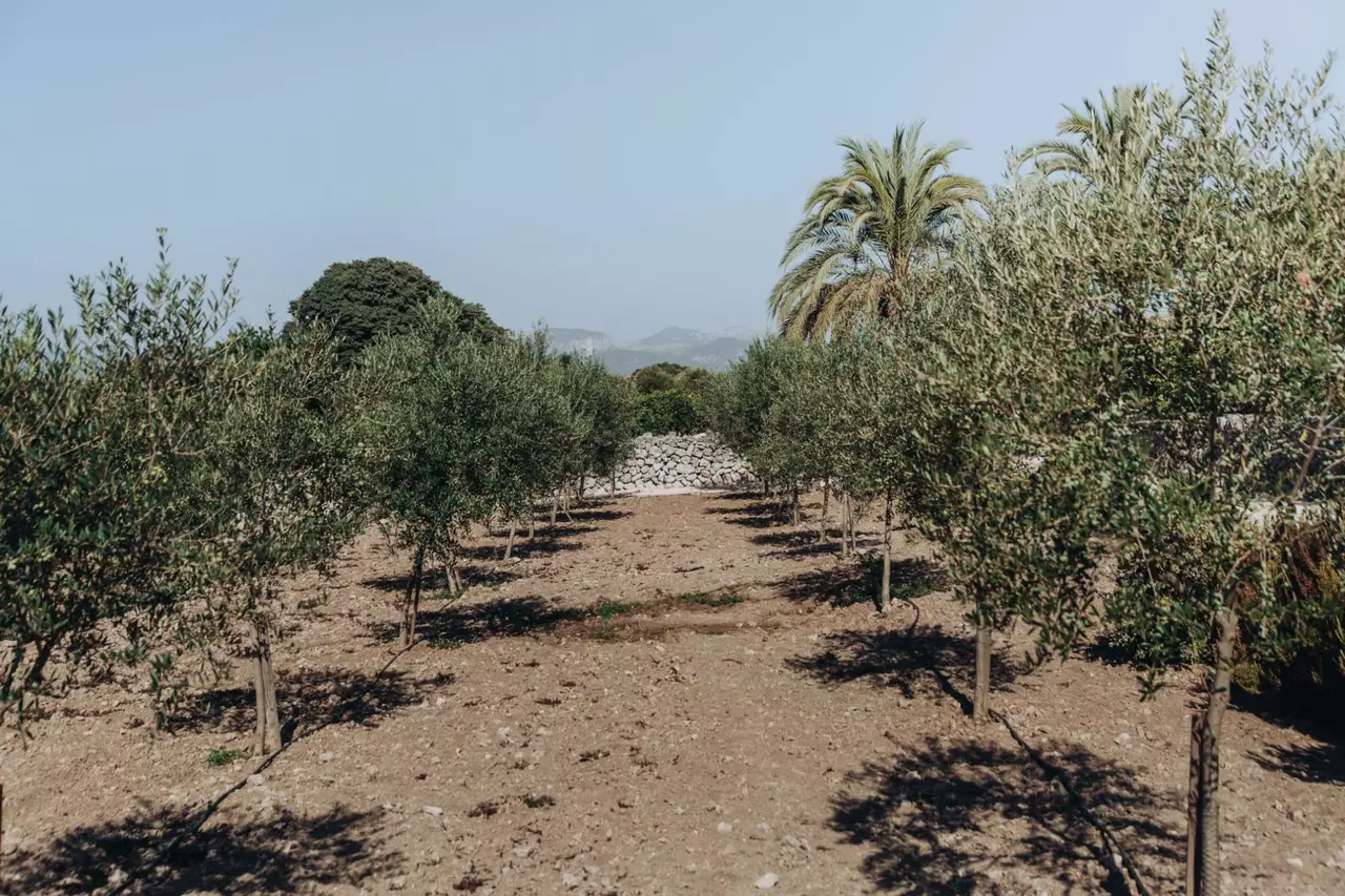 La Finca in Mallorca, photo 17 of 29