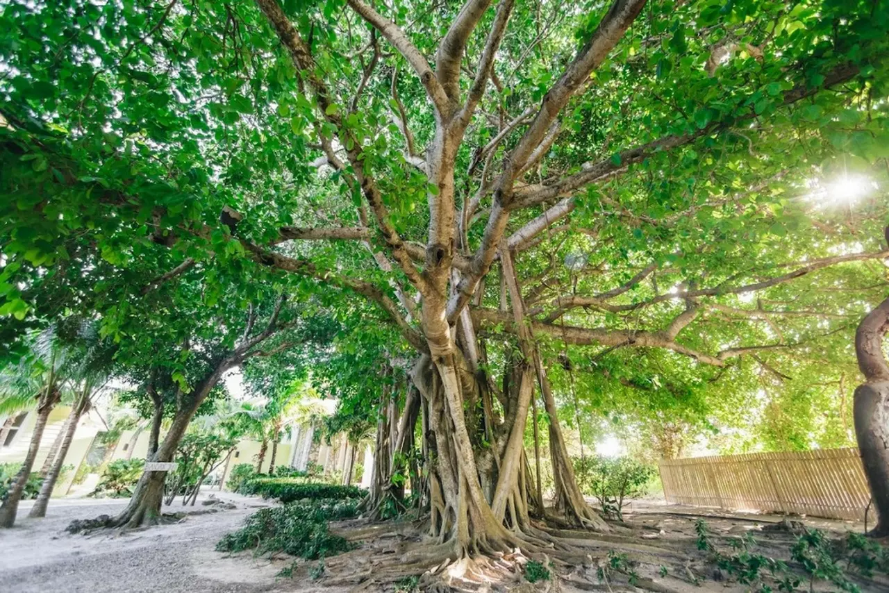 Banyan Tree Estate in Bahamas, photo 8 of 28